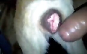 Amadora peituda fudendo toda arreganhada sem capa - guy fucks animal, zoophilia fuck porn