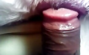 gay bestiality, bestiality