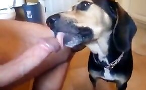 male, beastiality videos